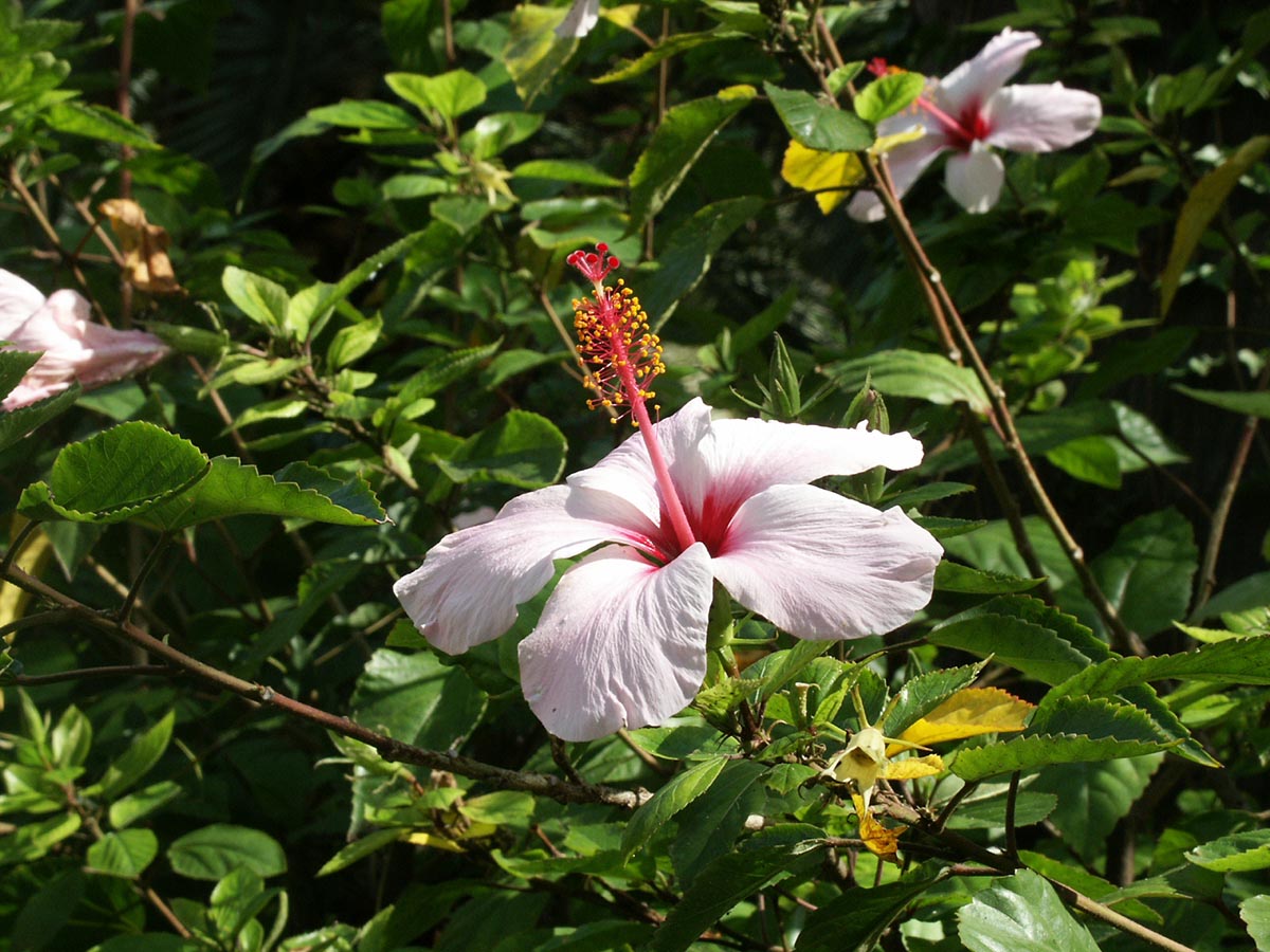 Blüte